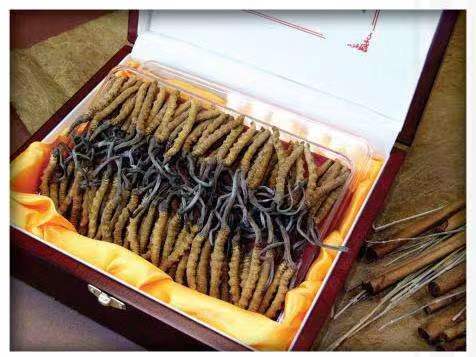 西固冬虫夏草回收